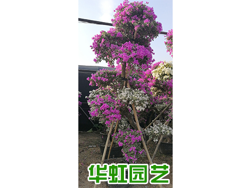 三角梅樹(shù)樁